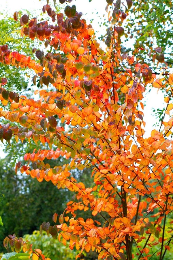 Cercidphyllum jacponicum with autumn colour