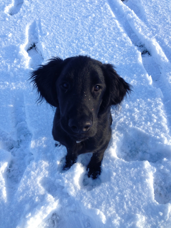 'Bailey' - he loves snow.