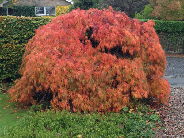 An Acer ablaze with autumn colour.