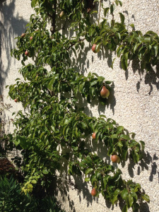 Pear tree trained on sunny garage wall
