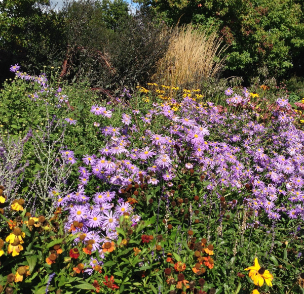 Late summer flowers at Sussex Prairies Garden