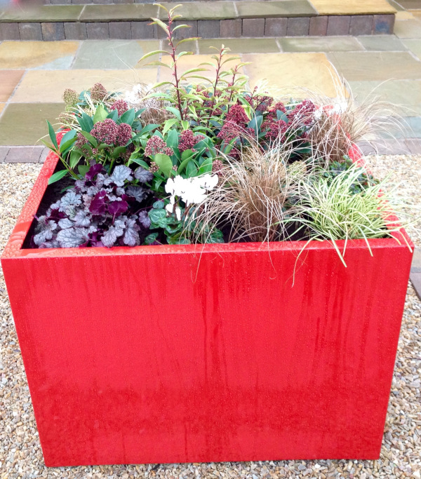 Garden Container planted with in a festive style for Christmas by Polley Garden Design