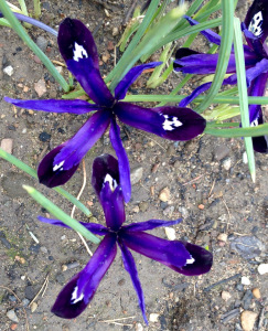 Iris reticulata 'Blue Note' in March 2016