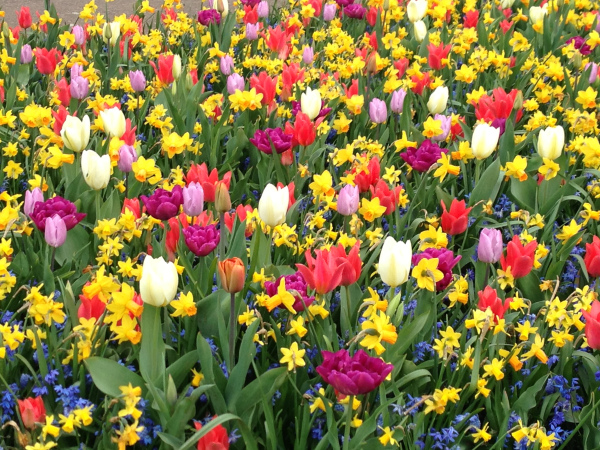 a mix of colourful spring bulb flowers