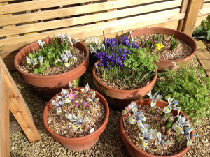 small containers with spring colour