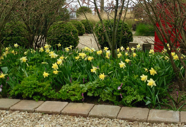 Polley Garden Design - spring narcissus flowering