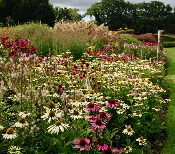 pink and white Echinacea 