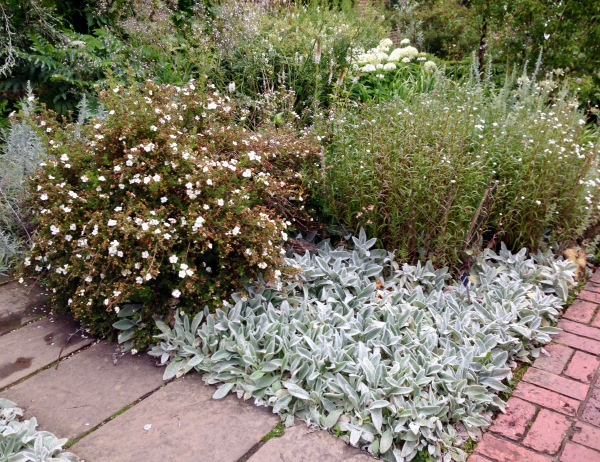 planting combination in The White Garden