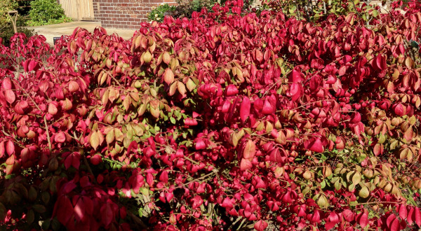 autumn colour by Polley Garden Design