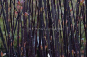 Purple-barked Dogwood (Cornus alba kesselringii) Image: thanks to Ashridge Trees.