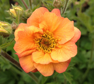 Geum 'Totally Tangerine'