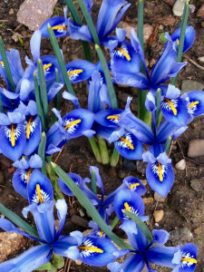 iris reticulata