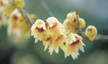 Wintersweet