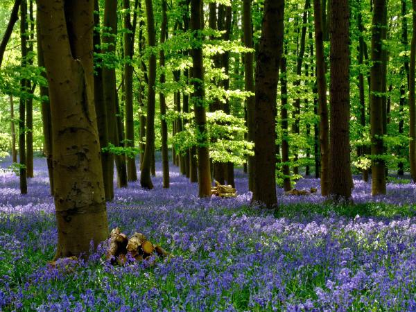 Bluebell Wood