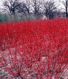 Red Dogwood