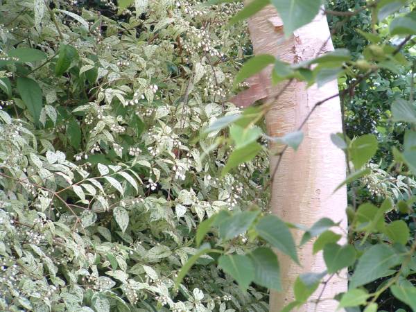 A Betula with white bark and variegated planting.