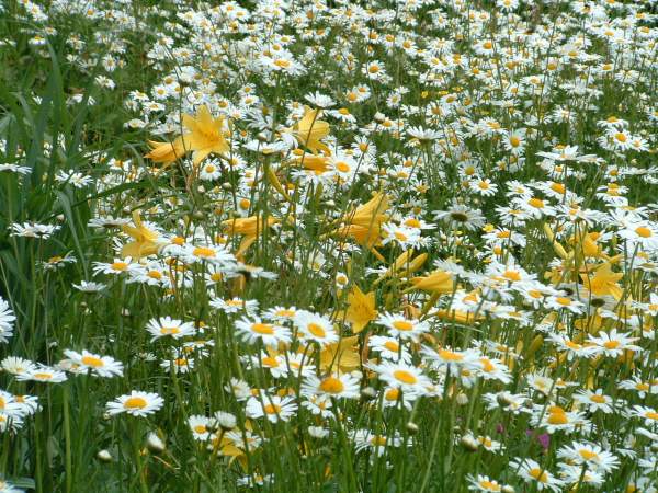 Great Dixter