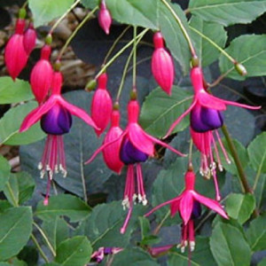 hardy fuchsia