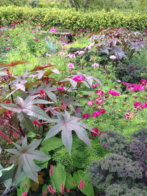 A rich dramatic colour scheme in the Potager garden for 2013