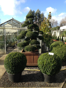 Cloud pruned evergreen shrub