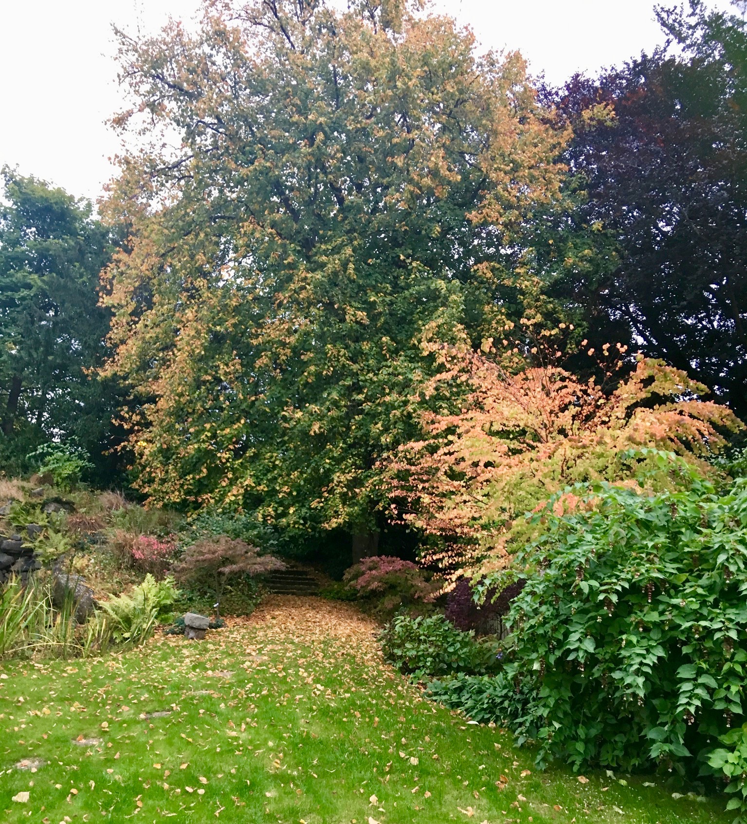 autumn colour in the garden