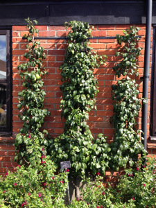 Trained fruit on a wall at RHS Hyde Hall in September 2015