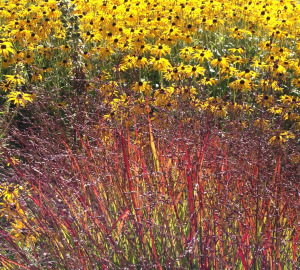 zinging planting combination 