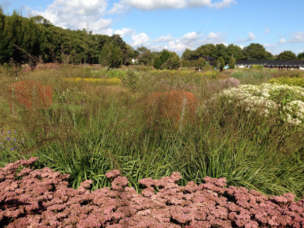 Sedums and grasses