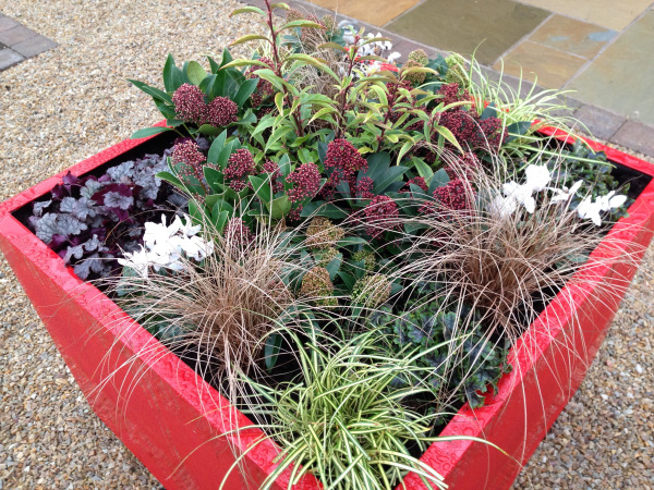 Winter planted container with festive feel by Polley Garden Design