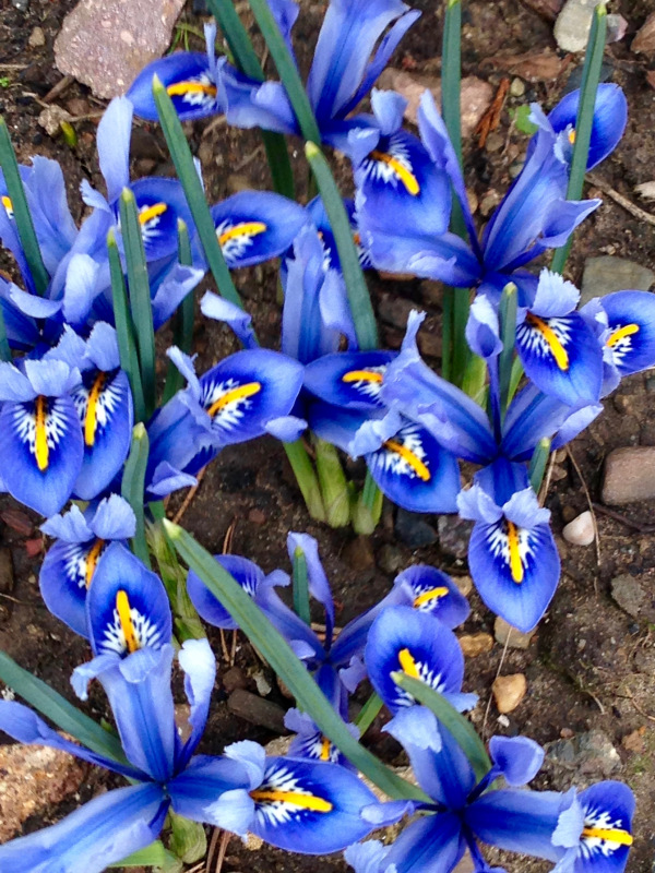 Iris Reticulata 'Ailda' by Polley Garden Design