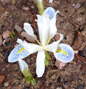 Iris reticulata, March 2016