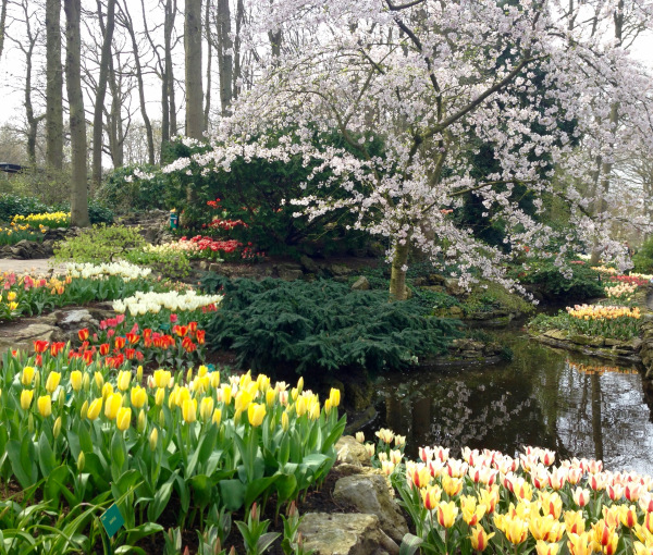 Cherry blossom and tulips at Keukenhof.