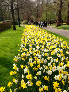 A classic Daffodil border at Keukenhof, Holland.