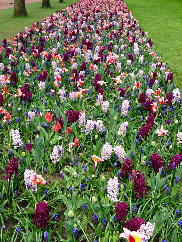 spring bulb combination at Keukenhof.