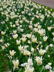 Spring colours of white and hint of yellows in the spring bulb border at Keukenhof 2016.