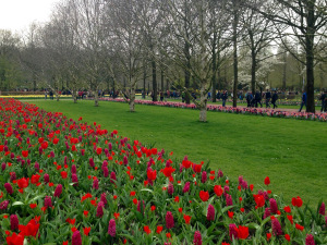 Red Tulips and deep pink Hyacinths bulb border.