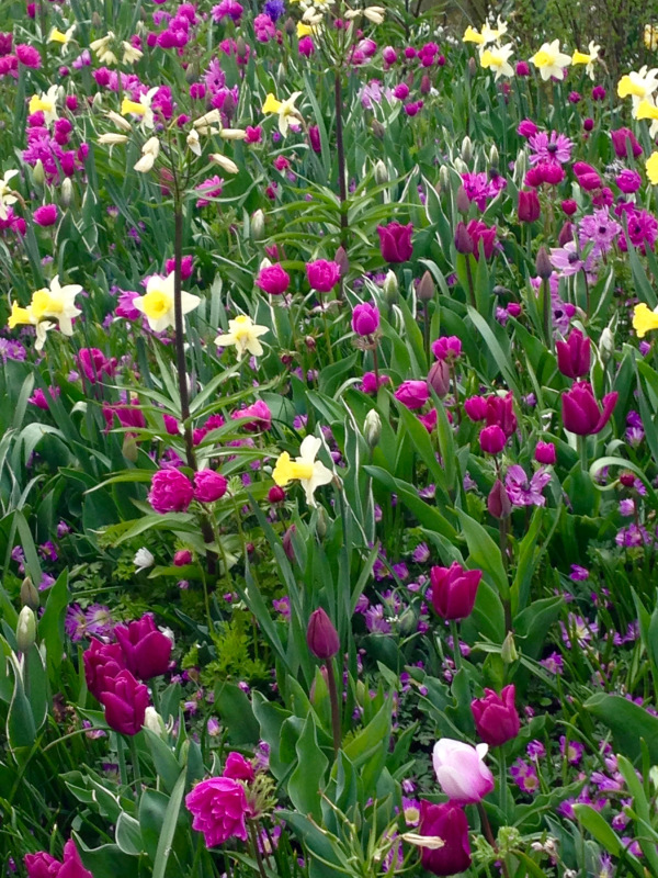 a mixed spring bulb border at Keukenhof.