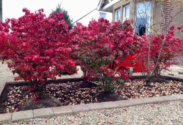 Polley Garden Design - 1000 bulbs ready for planting