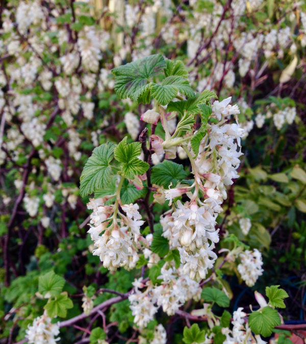 Add Spring Colour to Winter Planting for a Dreich Late Winter Day…