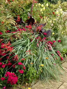 canna leaf with warmer planting combination at Gt Dixter