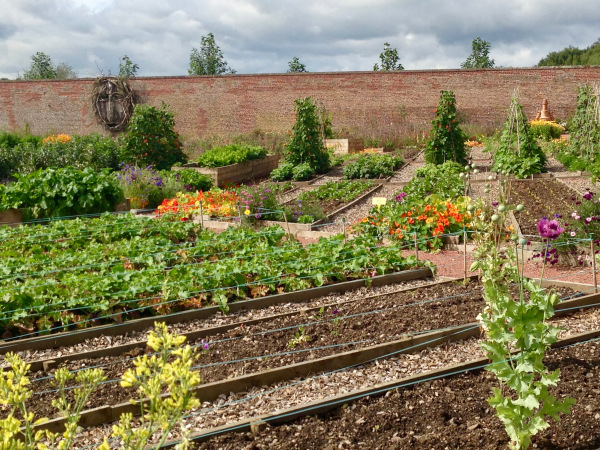 Dumfries House vegetable garden