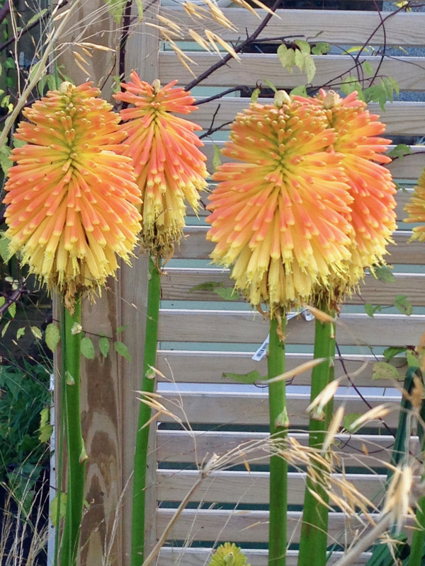 Kniphofia rooperi.