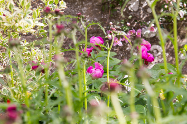 soft planting by Polley Garden Design