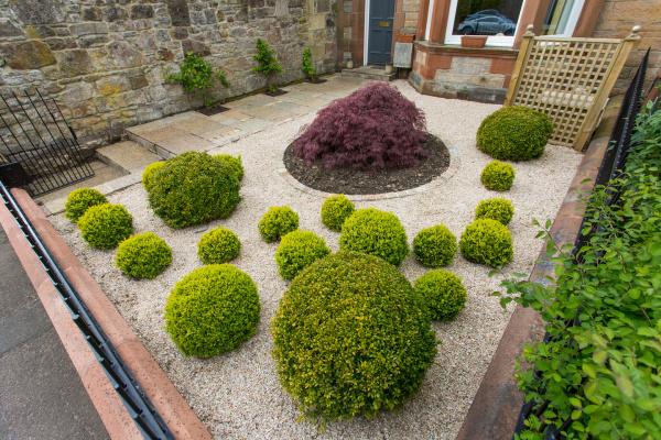 A small front garden with gravel, box balls and an acer