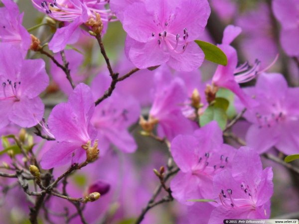 Rhododendron 'Praecox'