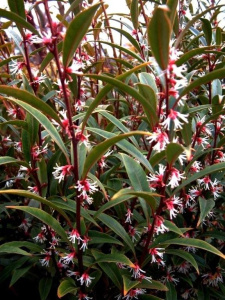 Sarcococca hookeriana (Christmas Box)