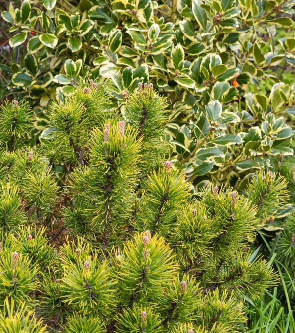 Winter Planting to add Structure, Colour and Cheer…