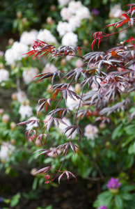 Planting in a late spring garden by Polley Garden Design