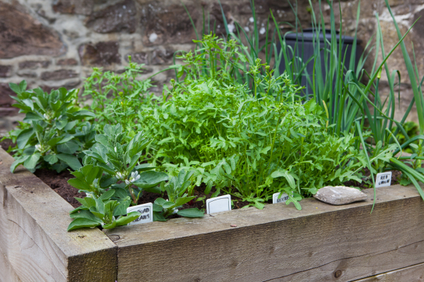 vegetable growing