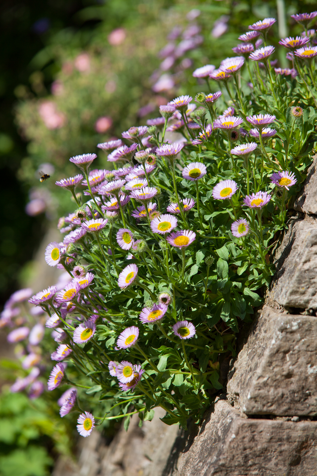 Daisies make their home in a stone wall softening the structure